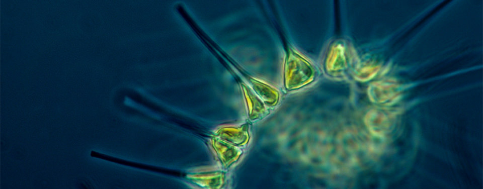 Plankton Nedir Resim.jpeg
