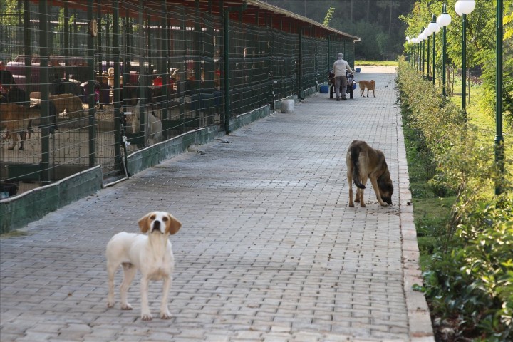 Antalya Barinak (Small)