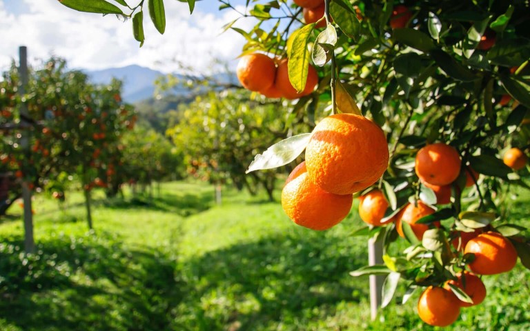 Antalya Narenciye (Small)