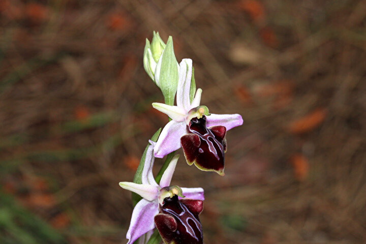 Kemer Orkidesi ( Ophrys Climacis)