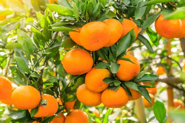 Portakal Agacı