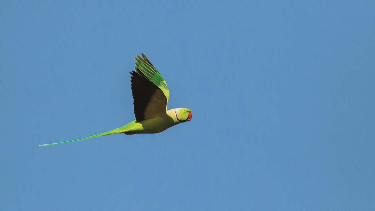Yeşil Papağan 4