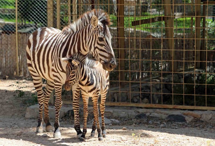 Antalya Dogal Yasam Parki Zebra (Small)