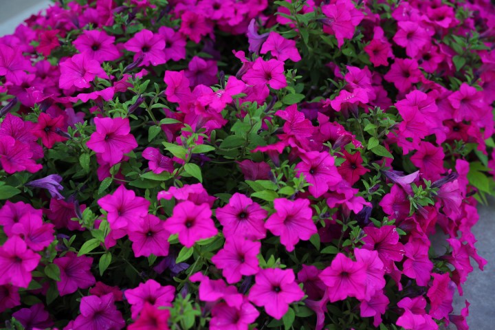 Antalya Yazlık Çiçeklerle Rengarenk (18) (Small)