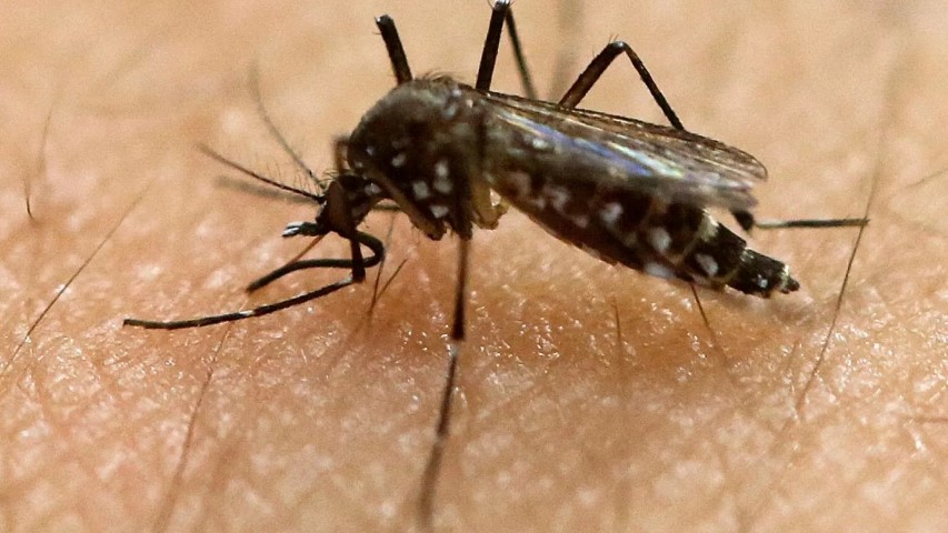 Antalyada Sivrisinekler Uyandi (Small)