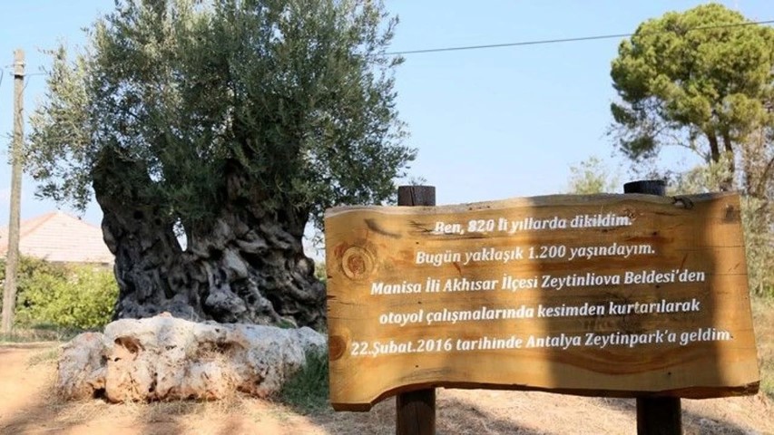 Antalyazeytin (Small)