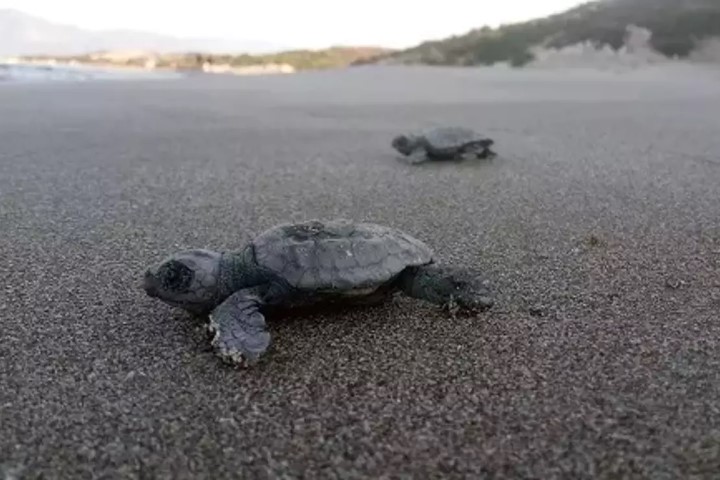 Caretta Patara (Small)