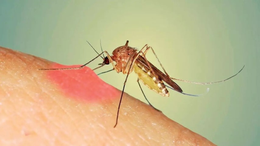Sivrisineklerle Mucadele (Small)