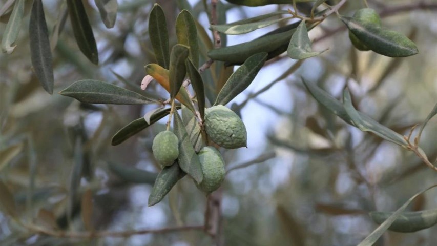 Zeytinagacdalı (Small)