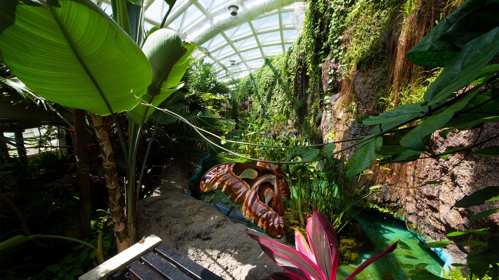 tropikal kelebek bahçesi