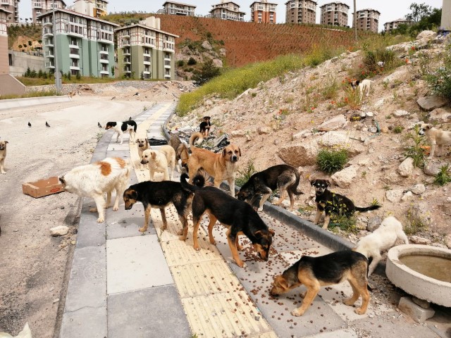 Antalya Cankaya Mahallesi Kopek (Small)