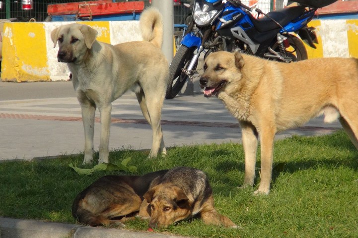 Antalya Konyaalti Sokak Kopegi (Small)