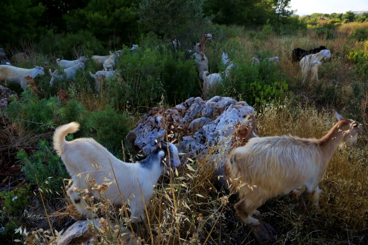 Çobanlar Antalya (2)