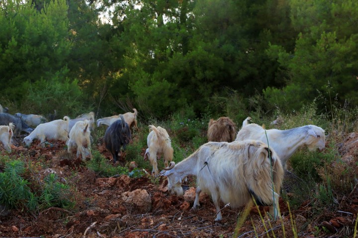 Çobanlar Antalya (3)