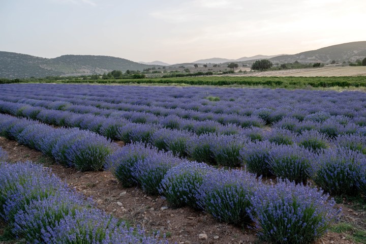 Isparta Lavanta Koyu (1)