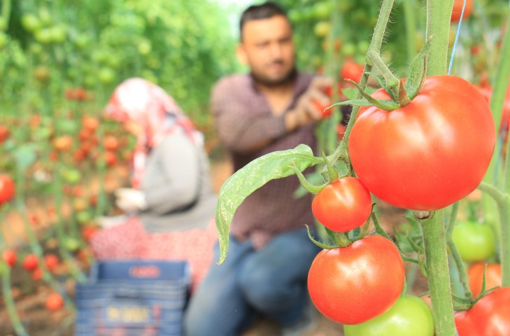 Mersin Bu Ürünlere Ulaşamayacak (1)