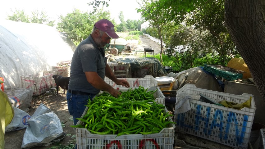 Mersin Sıcaklık Sera (1) (Small)