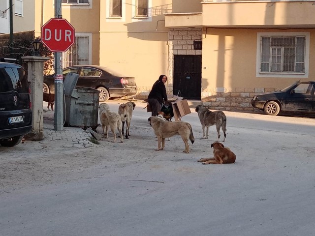 Mersin Sokak Hayvanları (5) (Small)