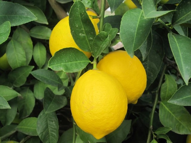 Pazarda Limon (4)