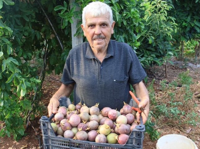 Mersin Tropikal Meyvesi (4) (Small)