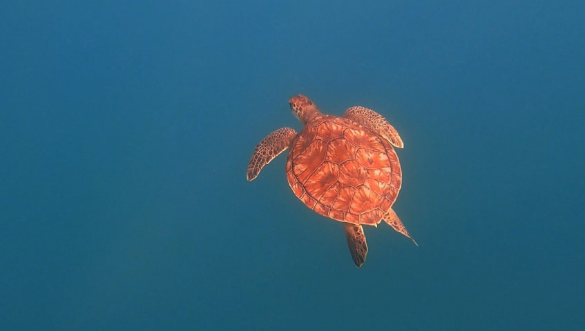 Muğla Derin Suları (4)