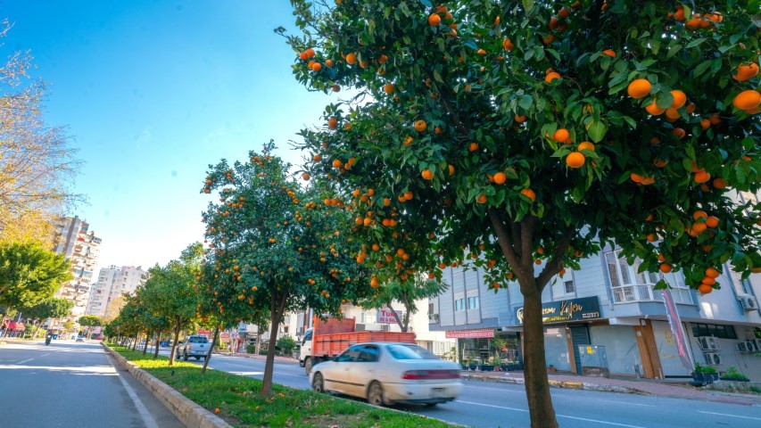 Narenciye Refüjde Kaldı (5)