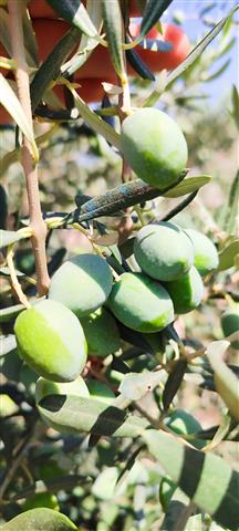 Zeytin Sineği (3)