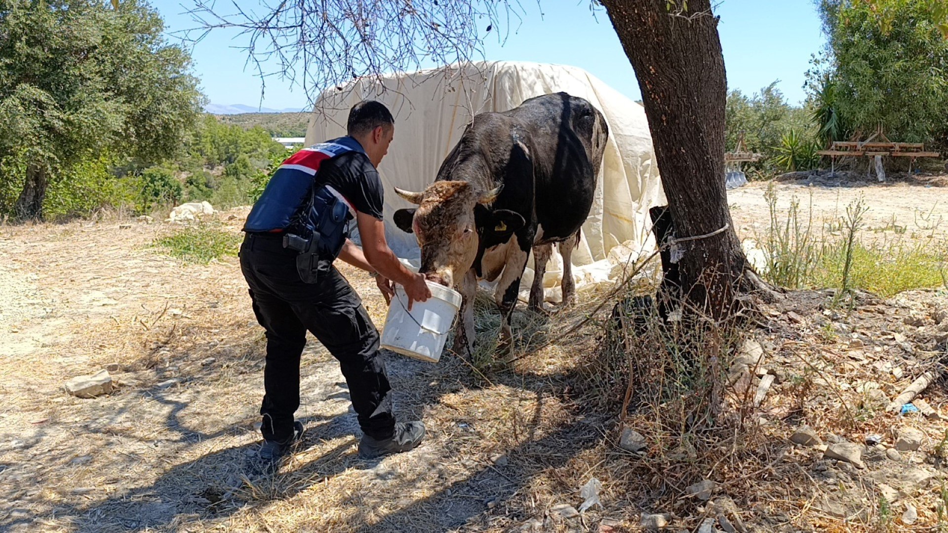 Ahır Yangını (1)