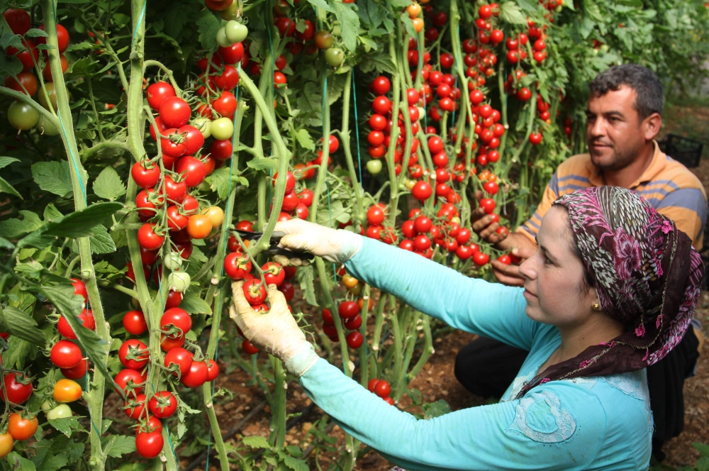 Antalya Tarım (2)