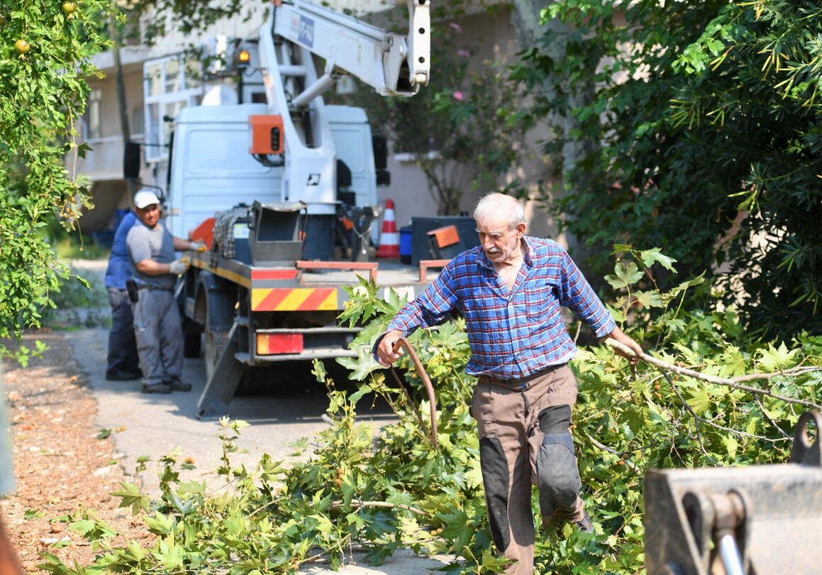 Doyran Mahallesi Budama (1)-1