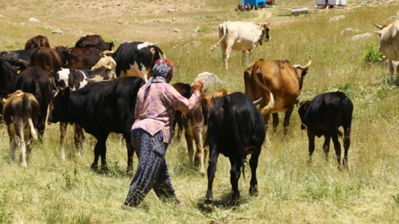 Hayvancilikta Bir Ilk Coban Haritasi Cikartiliyor