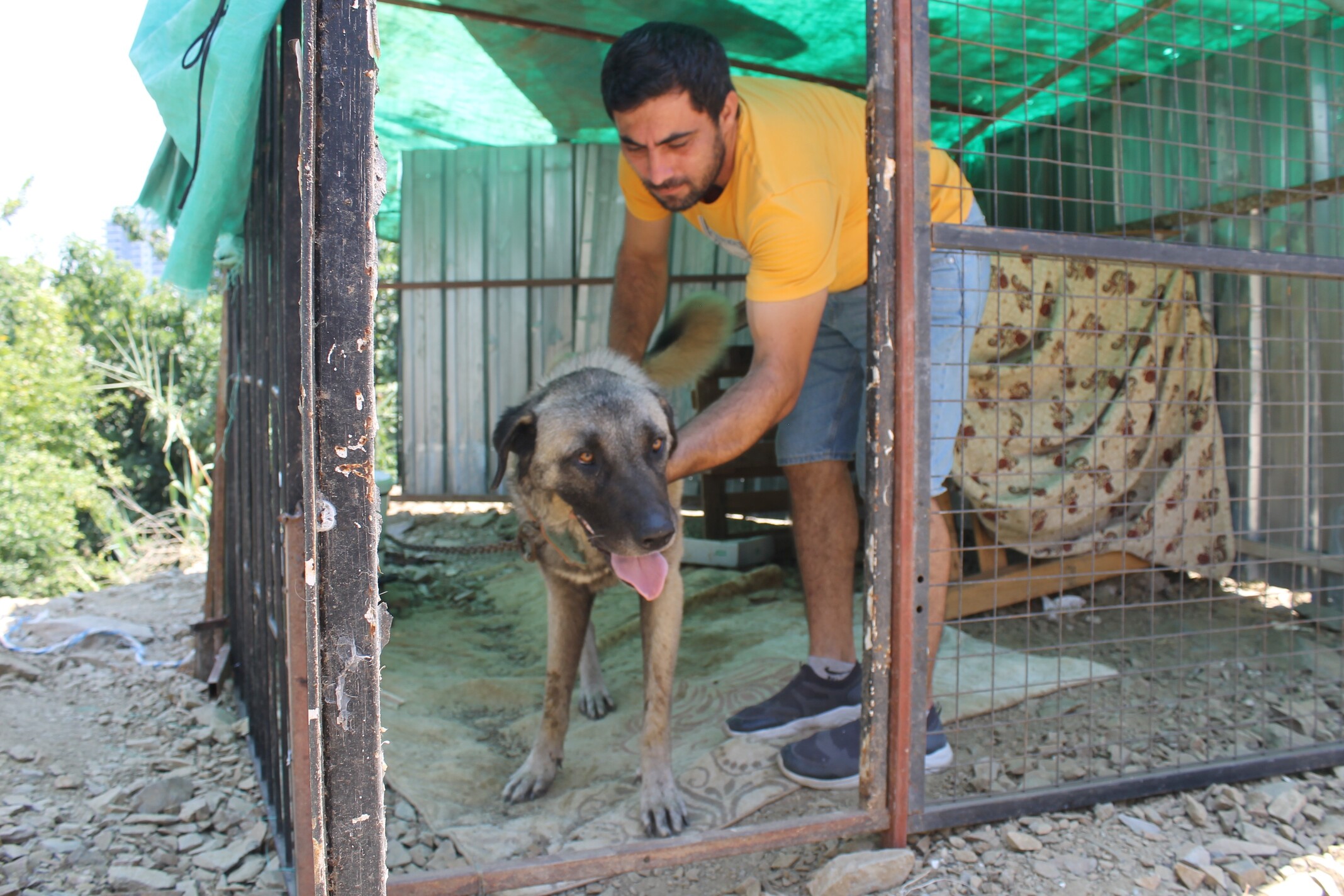 Köpeğe Taş Attı (1)