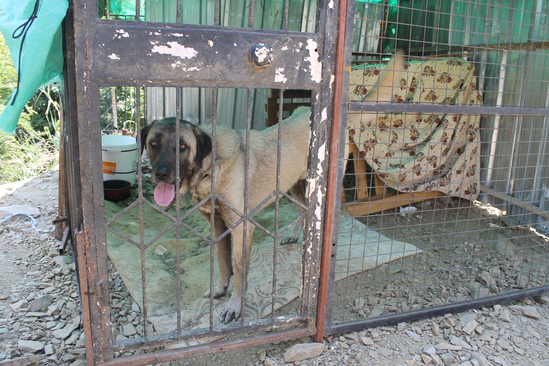 Köpeğe Taş Attı (5)