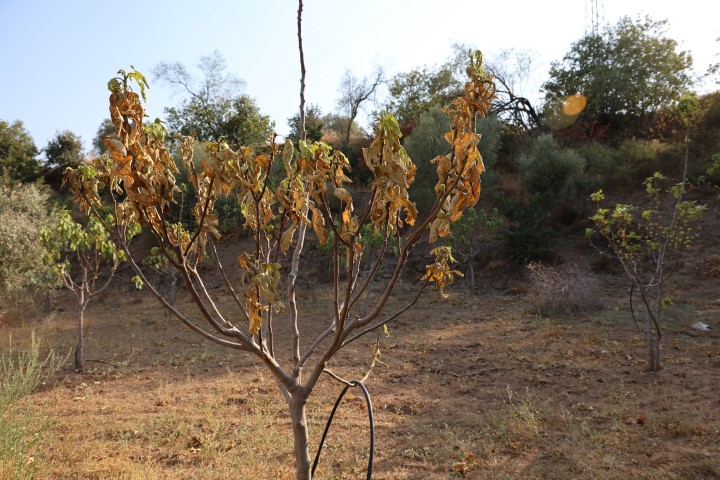 Kuraklık (2)