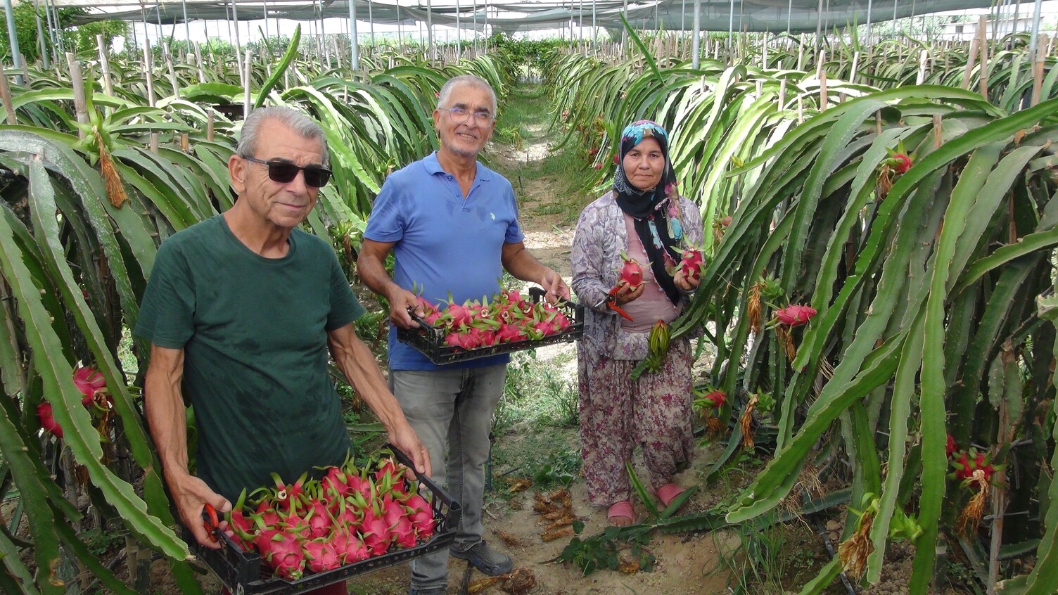 Mersin Pitaya (1)