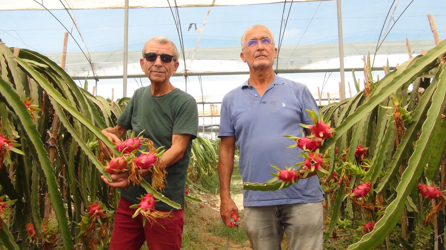 Mersin Pitaya (5)