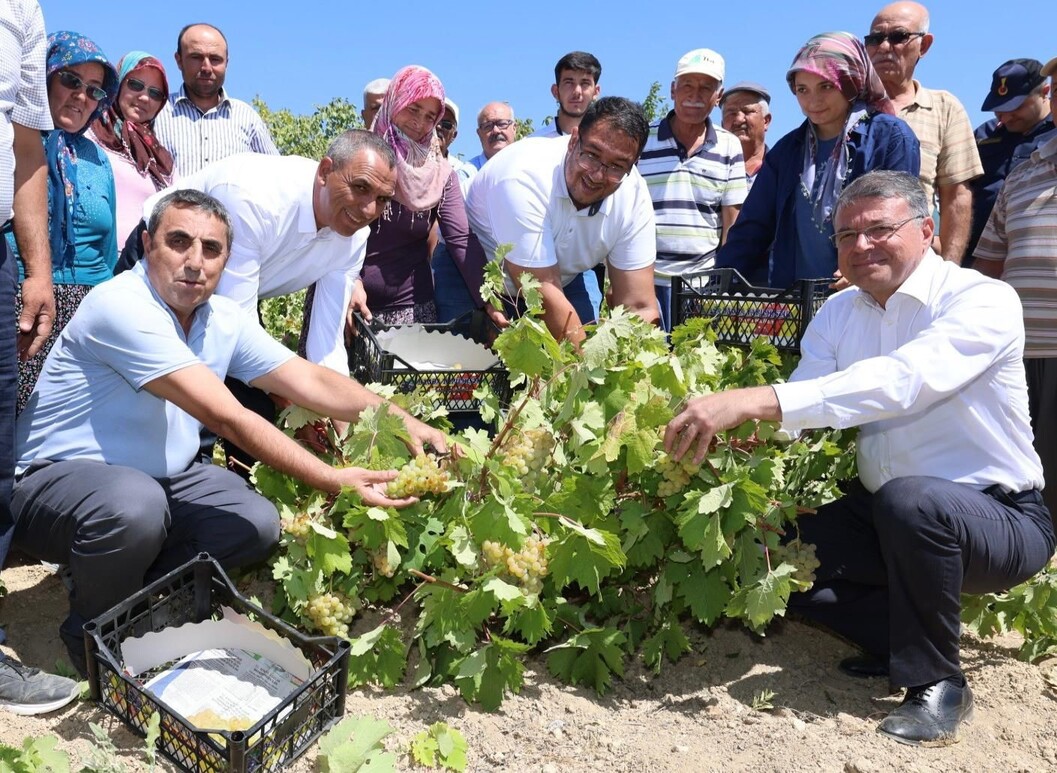 Sofralık Üzüm (2)