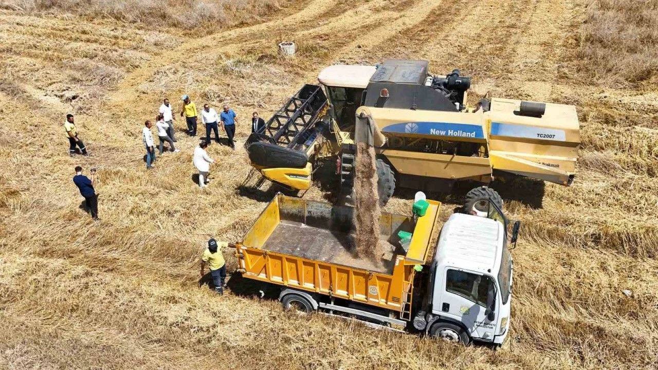 Tarsusta Yerli Tohum Bugday Hasadi Yapildi