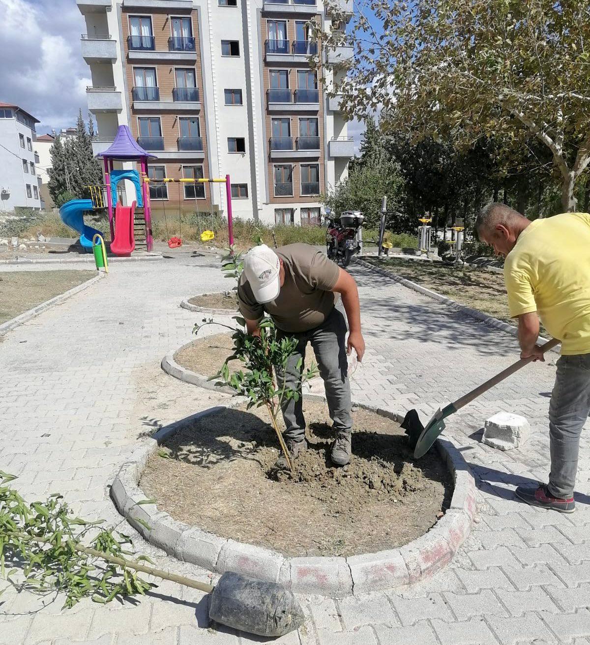 Antakya'da Yeşillendirme Çalışması (3)