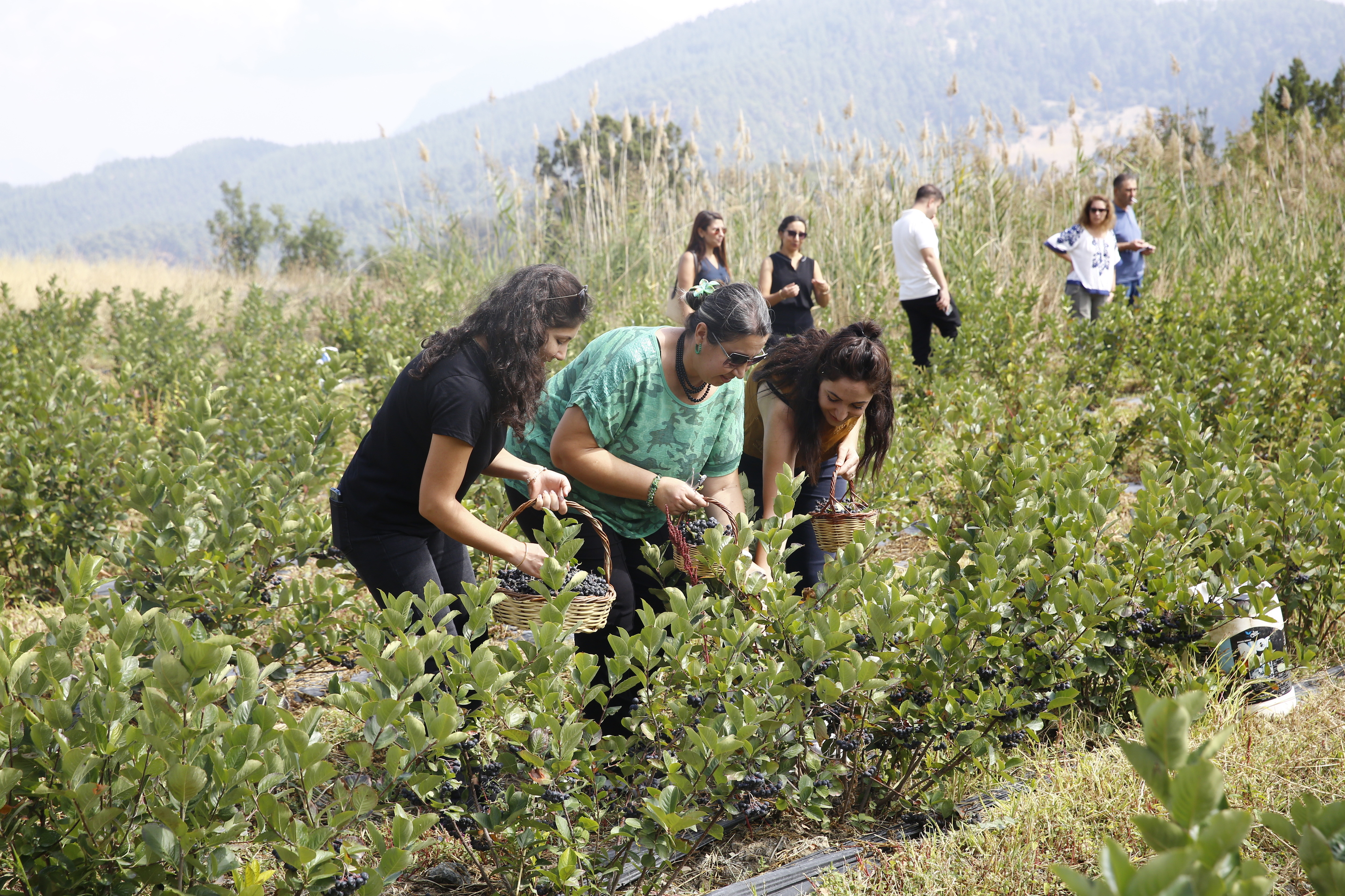 Antalya'da Aronya Hasadı Başladı (34)