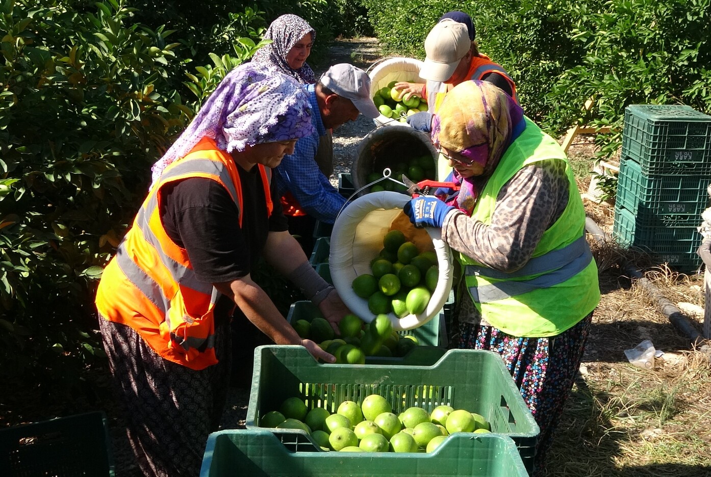 Mersinde Limon (2)