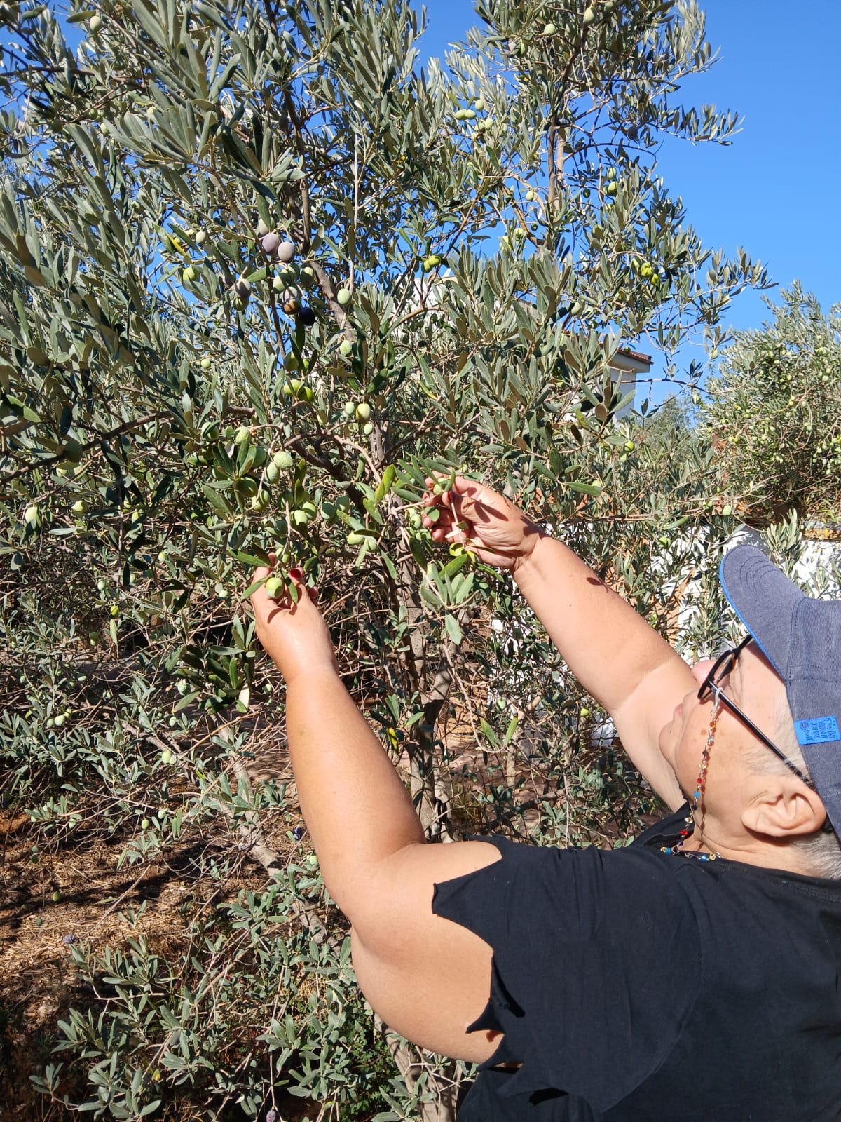 Zeytin Hasadı (5)