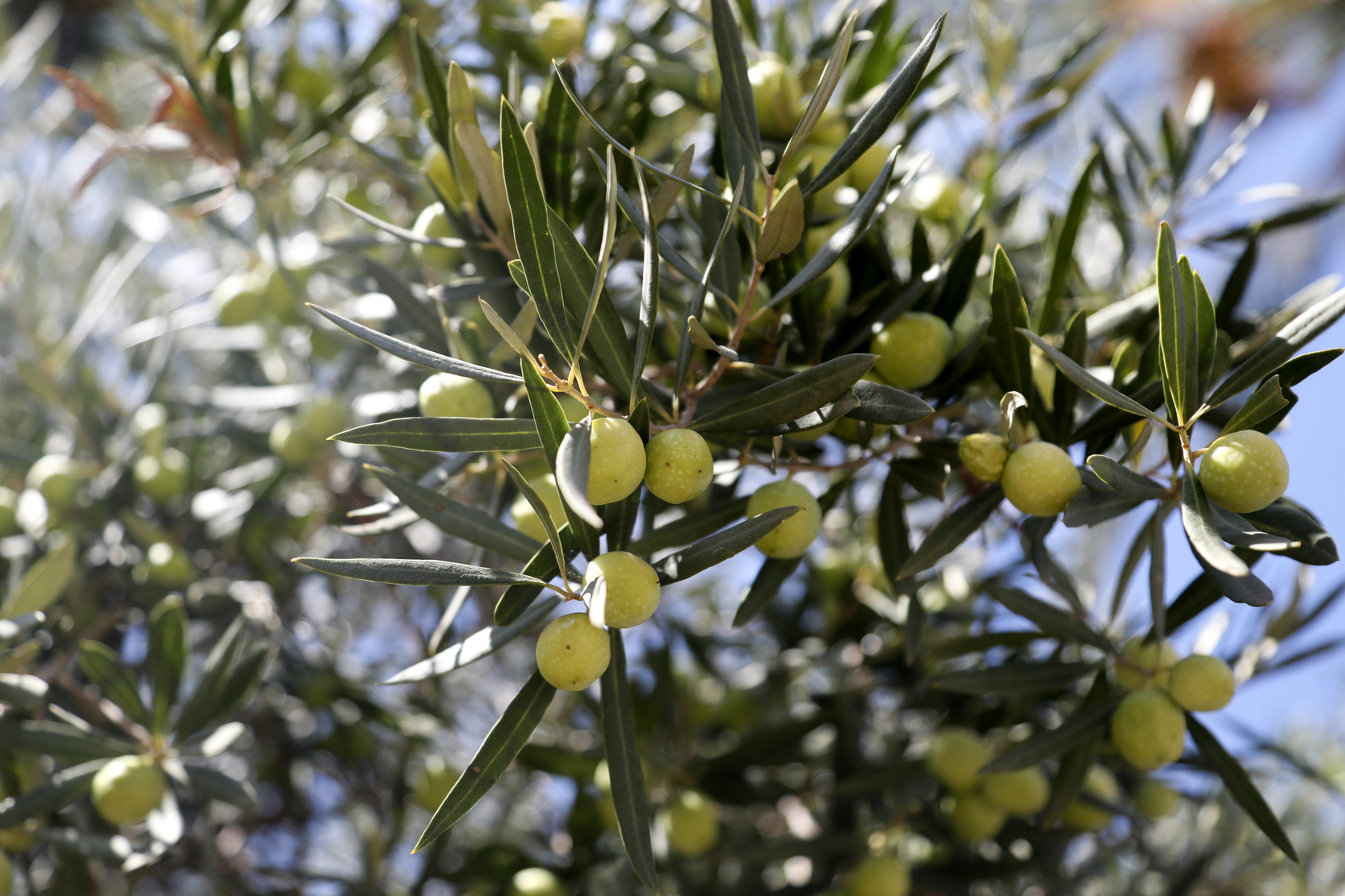 Zeytinağacı (2)