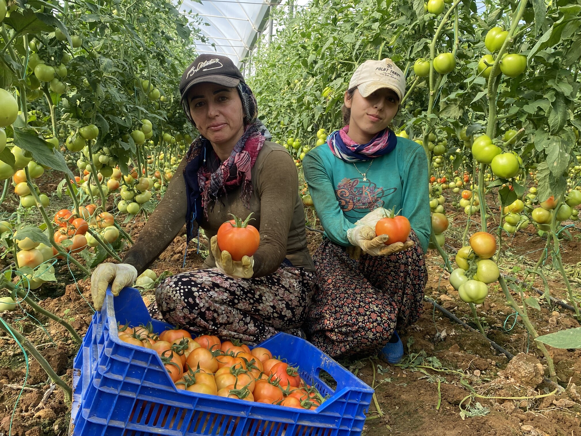 Domates Hasadı Başladı (1)