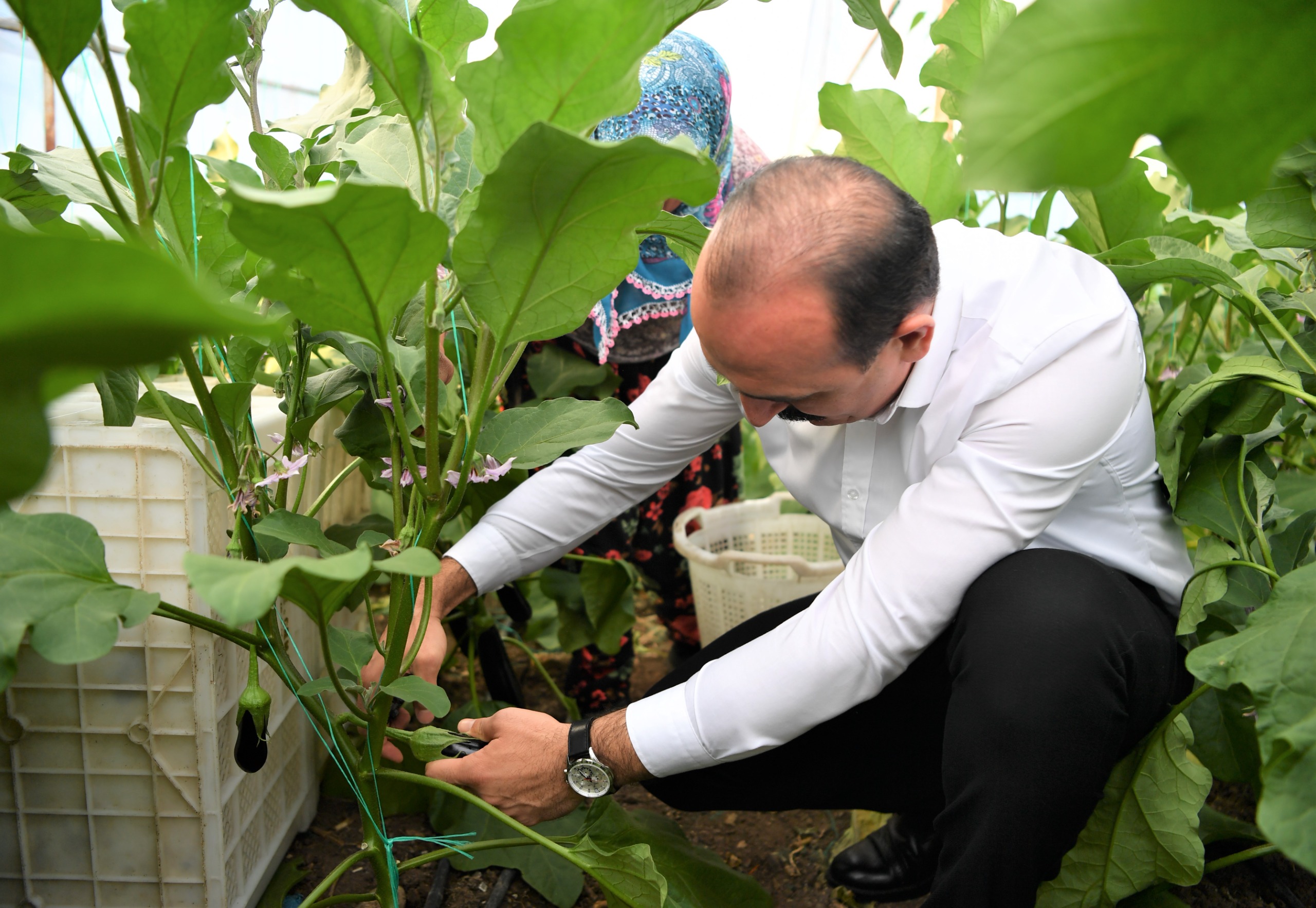 Doyran Patlican Şenli̇ği̇ Başliyor (1)