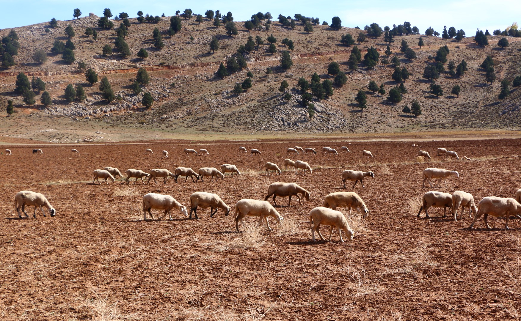 Elmalı Çoban Haritası (3)