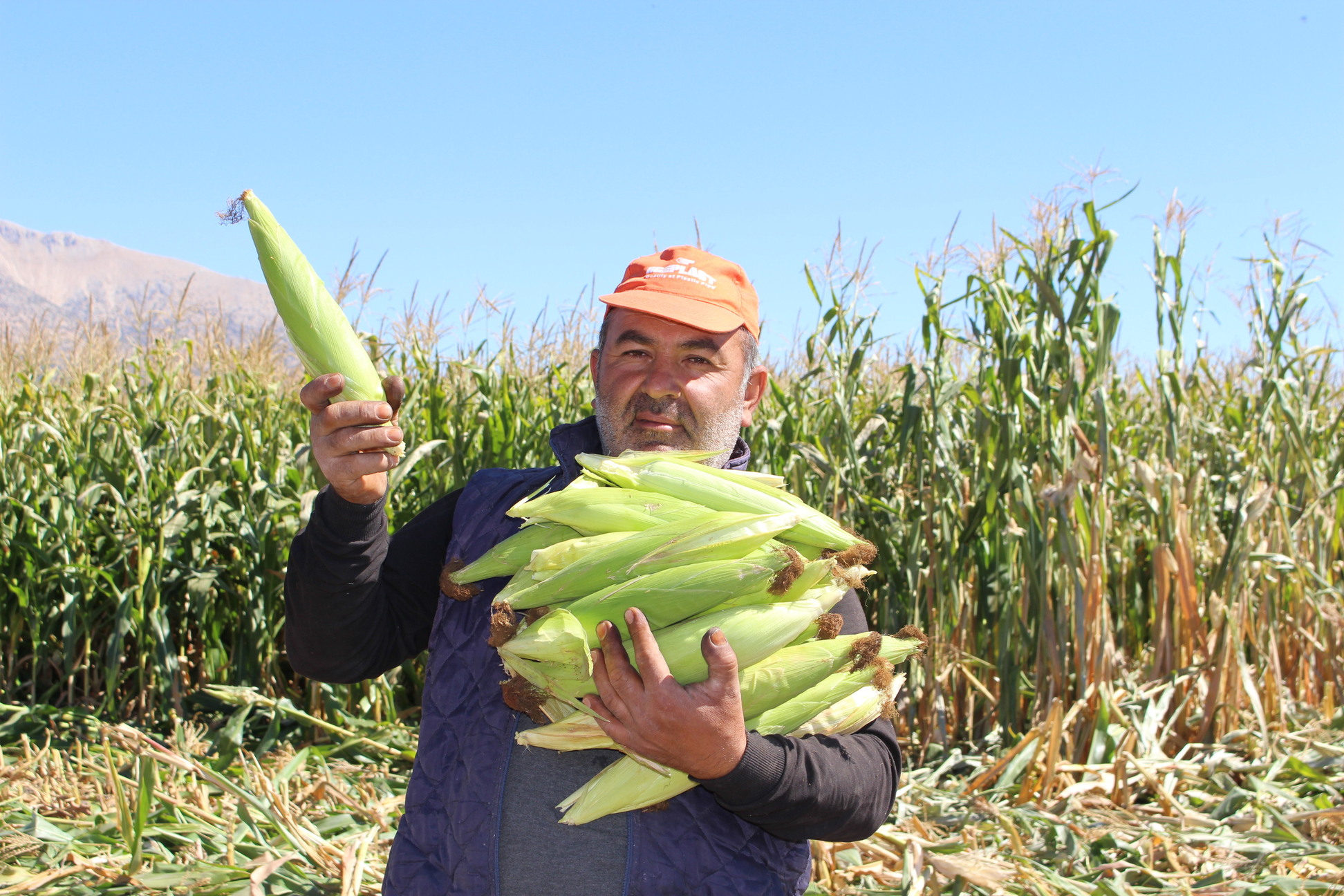 Elmalı Kışla Mısır Silajı Hasatı (22)