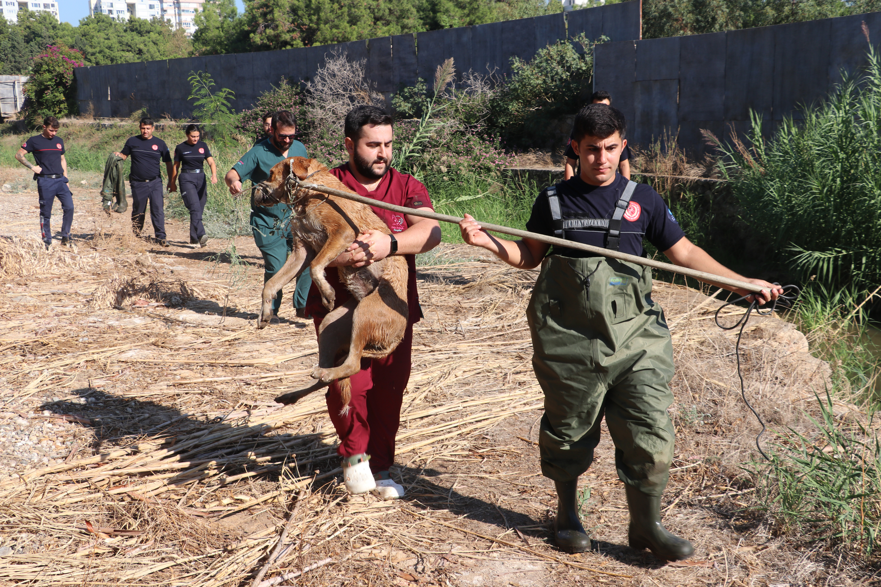 Kanalda Balçıga Saplanan Köpek (2)