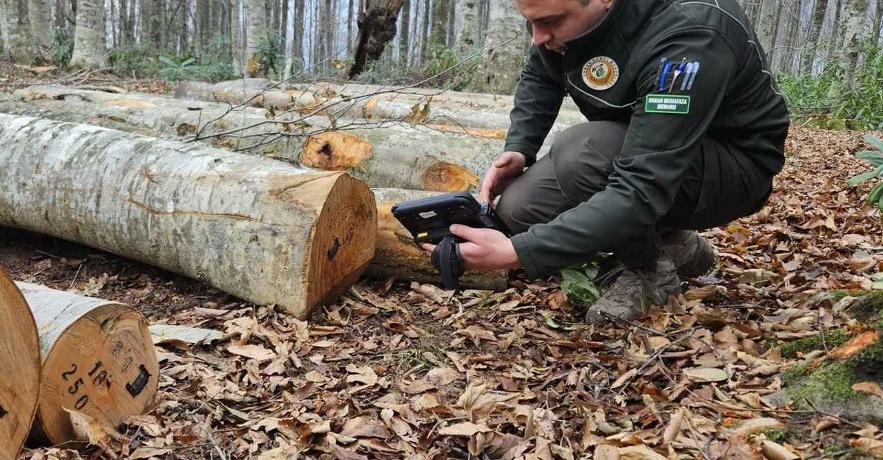 Orman Yangınları