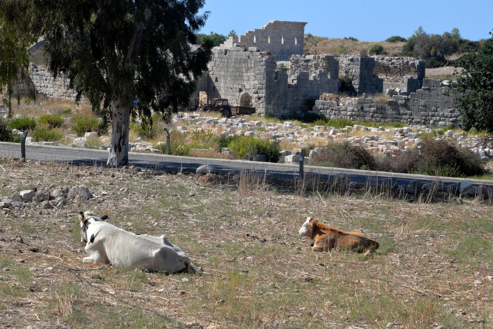 Patara Antik Kenti Keçiler Koyunlar (1)